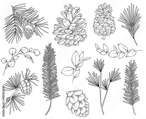 Botanical forest line drawing, hand drawn line art fir cones, pinecones, spruce and pine branches, nature elements vector outline illustration