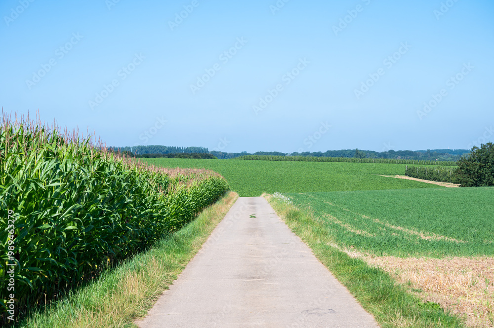 Countryroad through the green agriculture fields in Sint Truiden, Belgium Countryroad through the green agriculture fields in Sint Truiden, Belgium