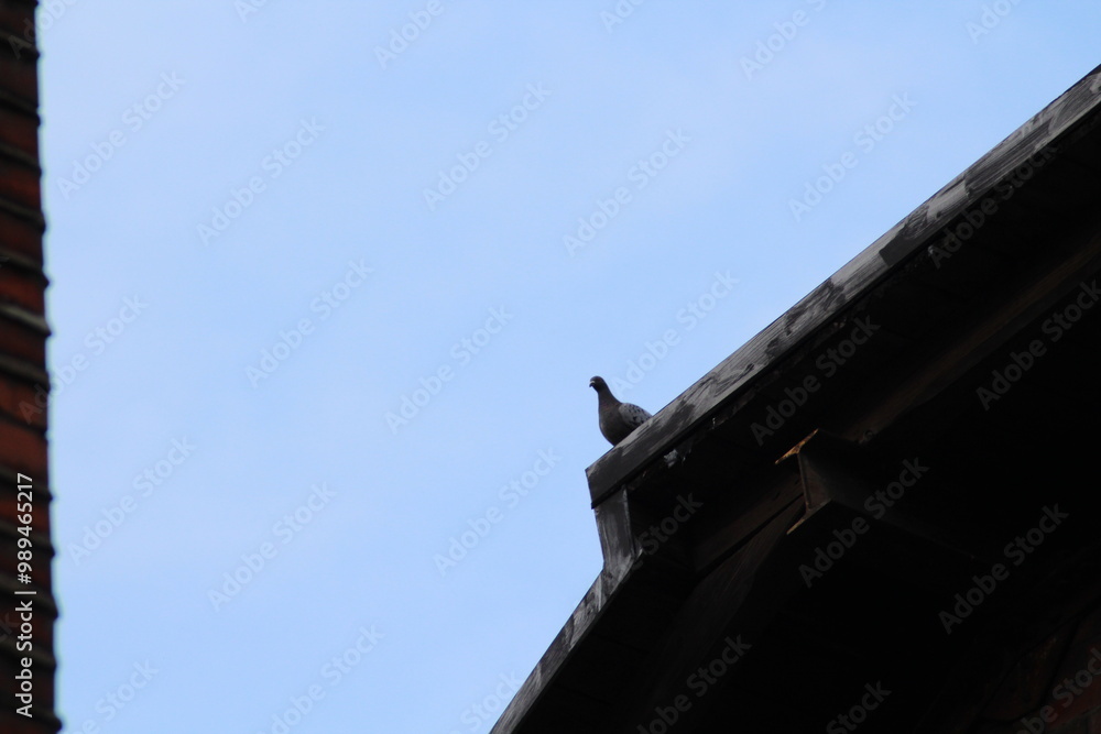 Pigeon sitting on a roof and looking down
Pigeon sitting on a roof and looking down