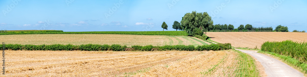 Golden harvested wheat fields at the Flemish countryside in Heers, Limburg, Belgium Golden harvested wheat fields at the Flemish countryside in Heers, Limburg, Belgium