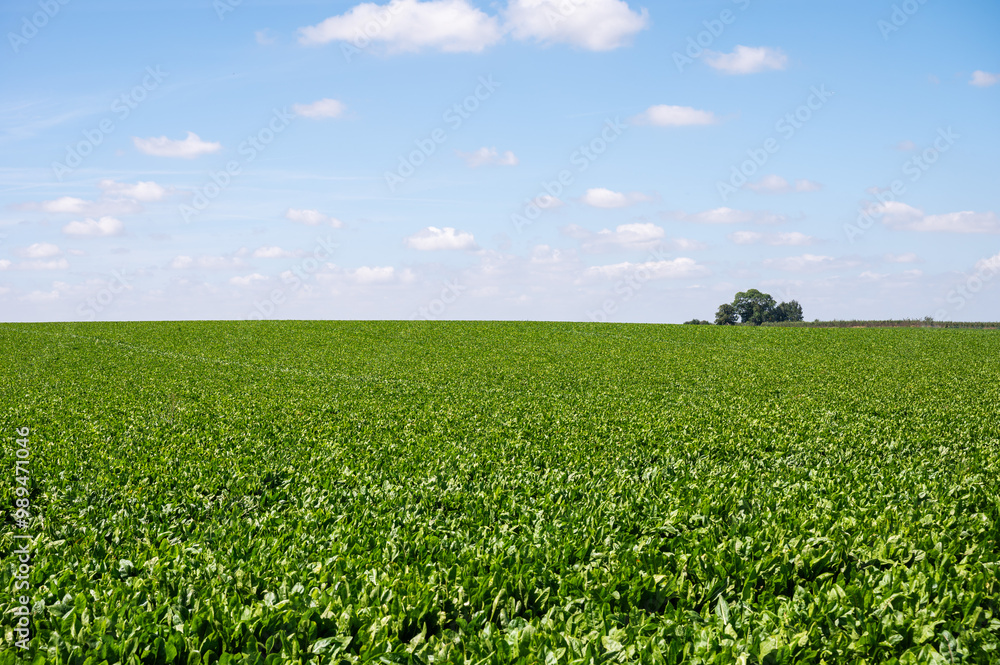 Green sugar beet fields at the Walloon countryside around Oreye, Wallonia, Belgium Green sugar beet fields at the Walloon countryside around Oreye, Wallonia, Belgium