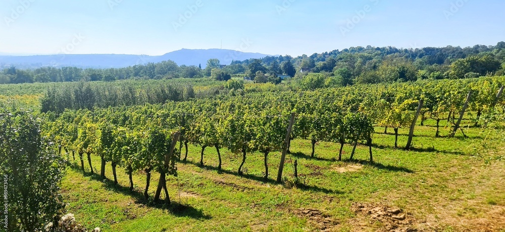 Naklejka premium Unterwegs in den Weinbergen 