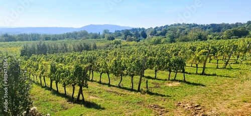 Unterwegs in den Weinbergen  photo