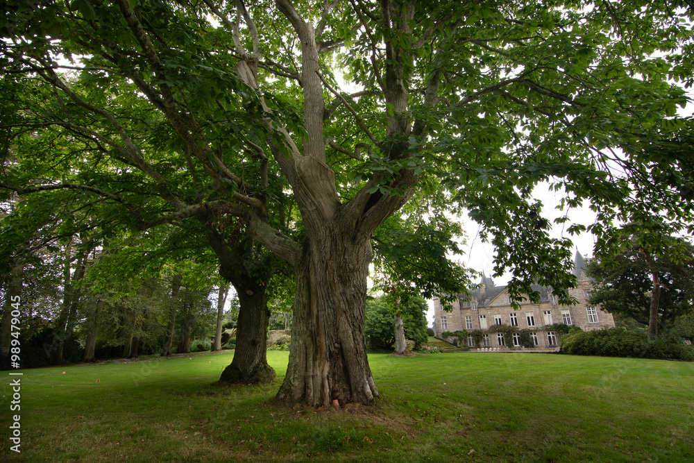 Châtaigniers centenaires dans le parc d'un château en Bretagne Châtaigniers centenaires dans le parc d'un château en Bretagne