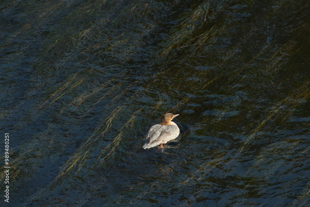 Common merganser swimming in the river. The common merganser (North American) or goosander (Eurasian) (Mergus merganser)
Common merganser swimming in the river. The common merganser (North American) or goosander (Eurasian) (Mergus merganser)