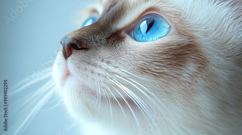 A curious cat looks up with bright blue eyes, the soft light highlighting its features against a neutral background