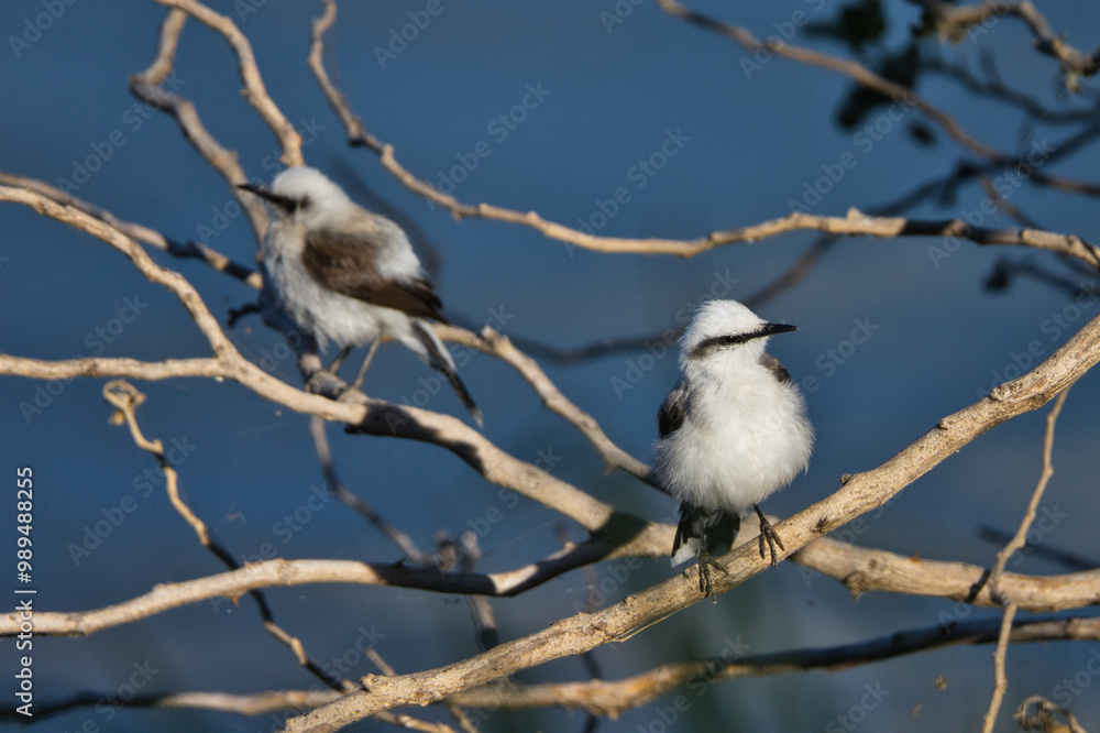 Two birds are perched on a branch, one of which is looking down Two birds are perched on a branch, one of which is looking down