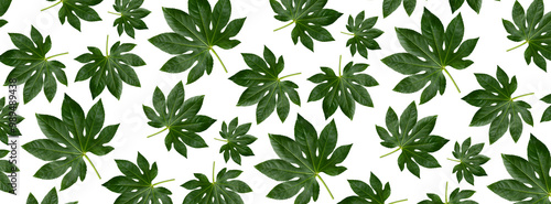 Pattern Green leafs aralia.