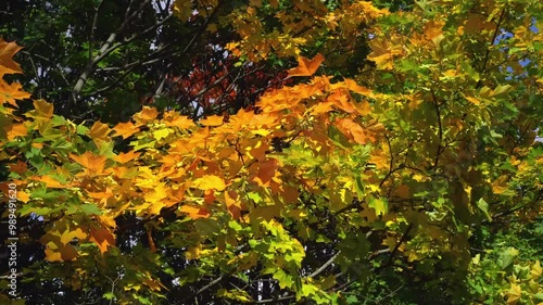 Golden maple leaves sway in the wind. A branch with autumn leaves and seeds wavering in a light breeze. Medium shot, absence of people and animals.