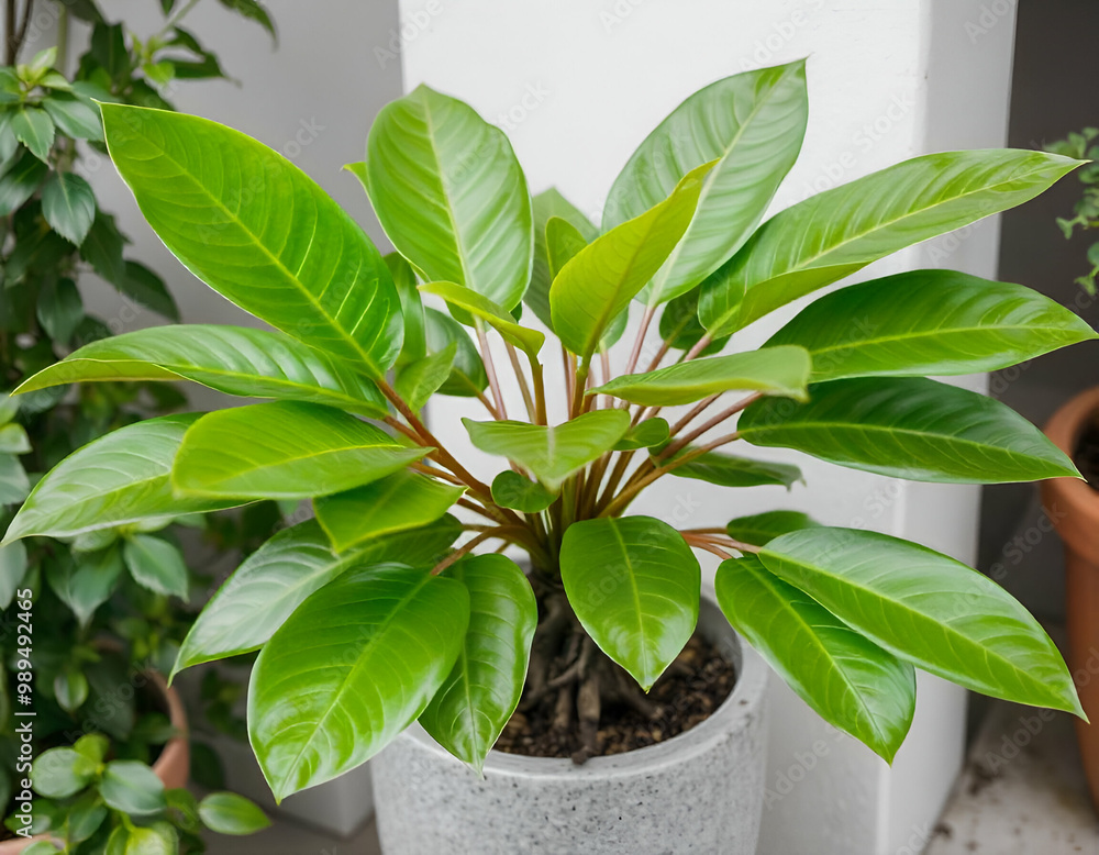 A potted rubber tree plant with large, glossy green leaves in a concrete planter A potted rubber tree plant with large, glossy green leaves in a concrete planter