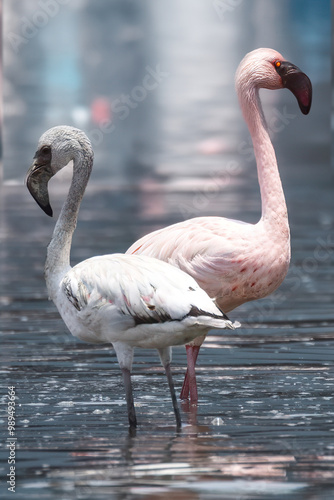 Juvenile and Adult Greater Flamingos : Two Greater Flamingos stand in shallow water, showcasing the striking contrast between a young, gray-plumaged juvenile and a mature, vibrant pink adult. The adul photo