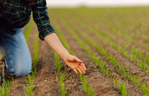 Close up of farmer hands tending to young green plants in a lush, sunlit field during sunset. Concept of natural farming, agriculture. 