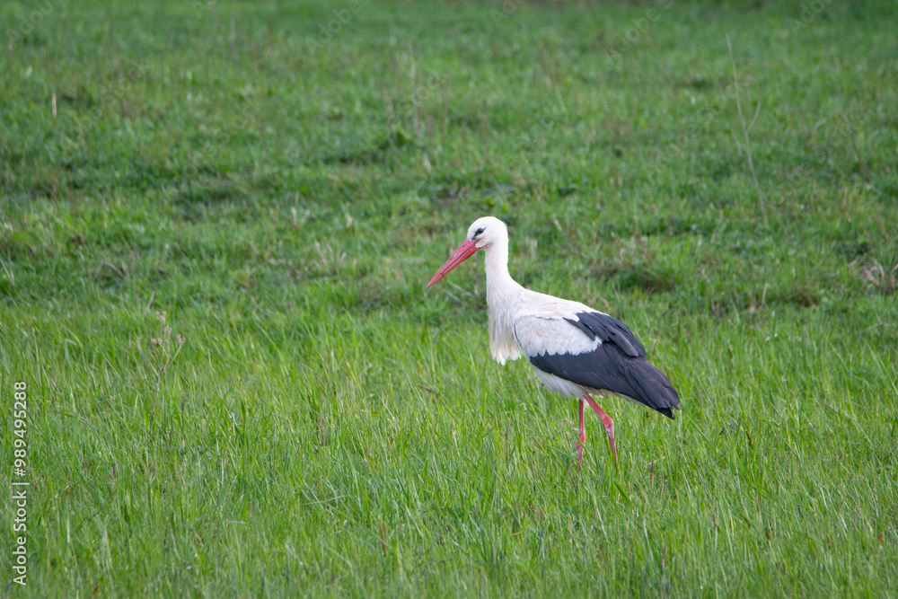A white stork searching for food on a hay field A white stork searching for food on a hay field