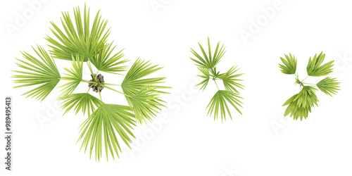 Collection of Saribus palm isolated on white background from top view photo