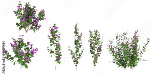 collection of Vernonia Elliptica Creeper Plants isolated on white background