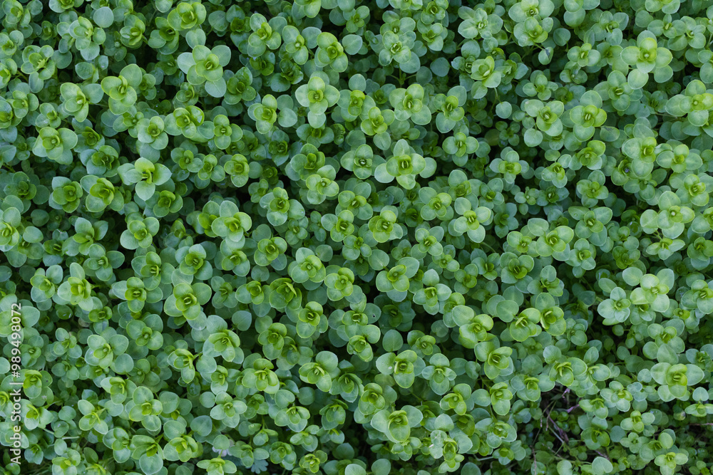 closeup view of small green leaves, sprout carpet wallpaper concept, nature background closeup view of small green leaves, sprout carpet wallpaper concept, nature background