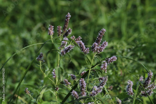 Close-up of bright green peppermint plant (Mentha x piperita) leaves growing and flowering with purple flowers in the garden in summer. Beautiful floral background
 photo