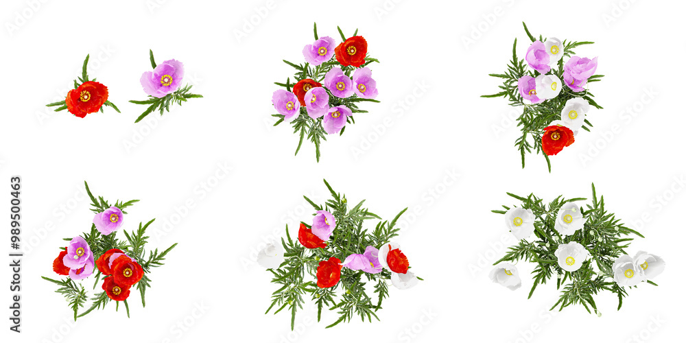 Flowers and grass set of transparent background from top view Flowers and grass set of transparent background from top view