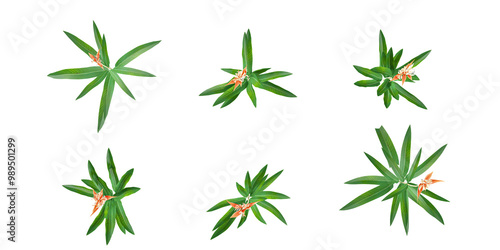 Pitcairnia prolifera plants collection with realistic style from top view