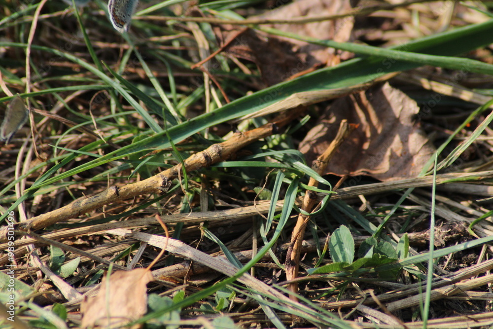 Ground background with grass dry leaves and sticks Ground background with grass dry leaves and sticks