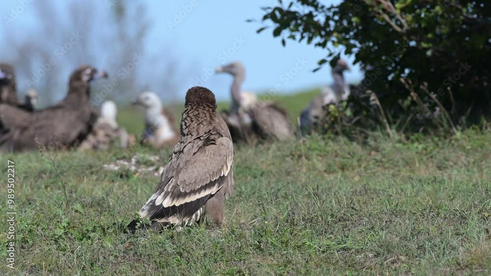 Steppe Eagle Aquila nipalensis sitting in the grass, vultures in background. Wildlife scene from nature. Slow motion. Steppe Eagle Aquila nipalensis sitting in the grass, vultures in background. Wildlife scene from nature. Slow motion.