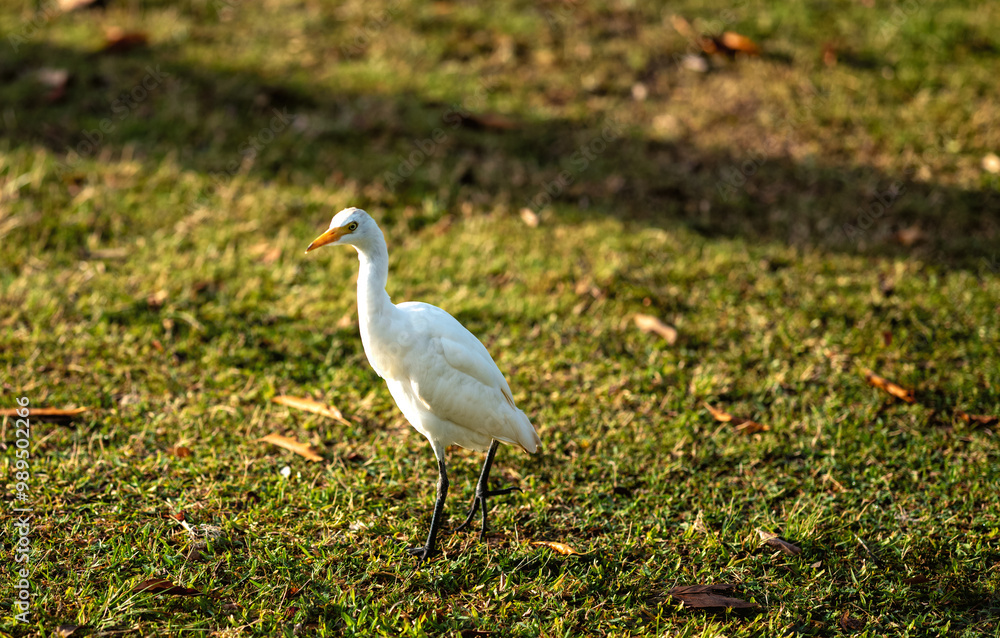 Egret Walking on Grass in Honolulu Hawaii. Egret Walking on Grass in Honolulu Hawaii.