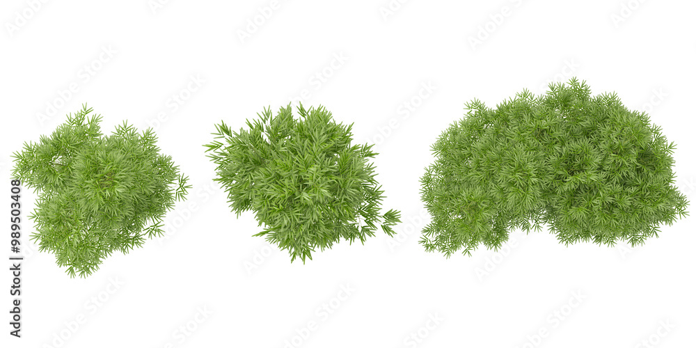 Fototapeta premium set of bamboo plant on transparent background from the top view