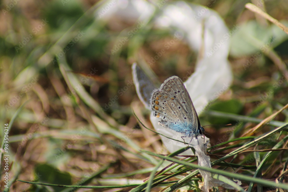 The common blue butterfly (Polyommatus icarus) sitting on the grass. Panoramic photo of an insect in green grass on a summer afternoon in Czech republic. Group of common blue butterflies in the grass
The common blue butterfly (Polyommatus icarus) sitting on the grass. Panoramic photo of an insect in green grass on a summer afternoon in Czech republic. Group of common blue butterflies in the grass