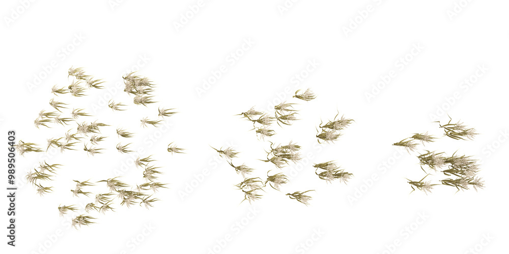 set of Grass on transparent background from the top view set of Grass on transparent background from the top view