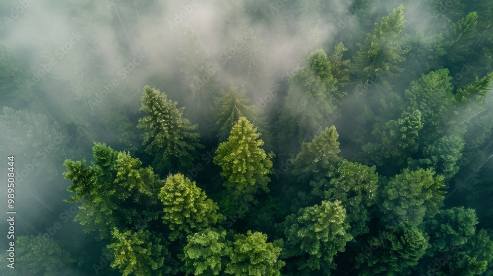 Foggy forest landscape pattern background top view generated by ai Foggy forest landscape pattern background top view generated by ai