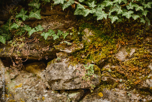 The texture of a natural stone with sprouts, leaves and moss