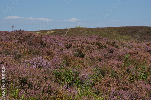 Canvastavla Pinhaw Beacon Trig Point on the Pennine Way with the Heather in Bloom, Elslack Moor near Lothersdale, North Yorkshire