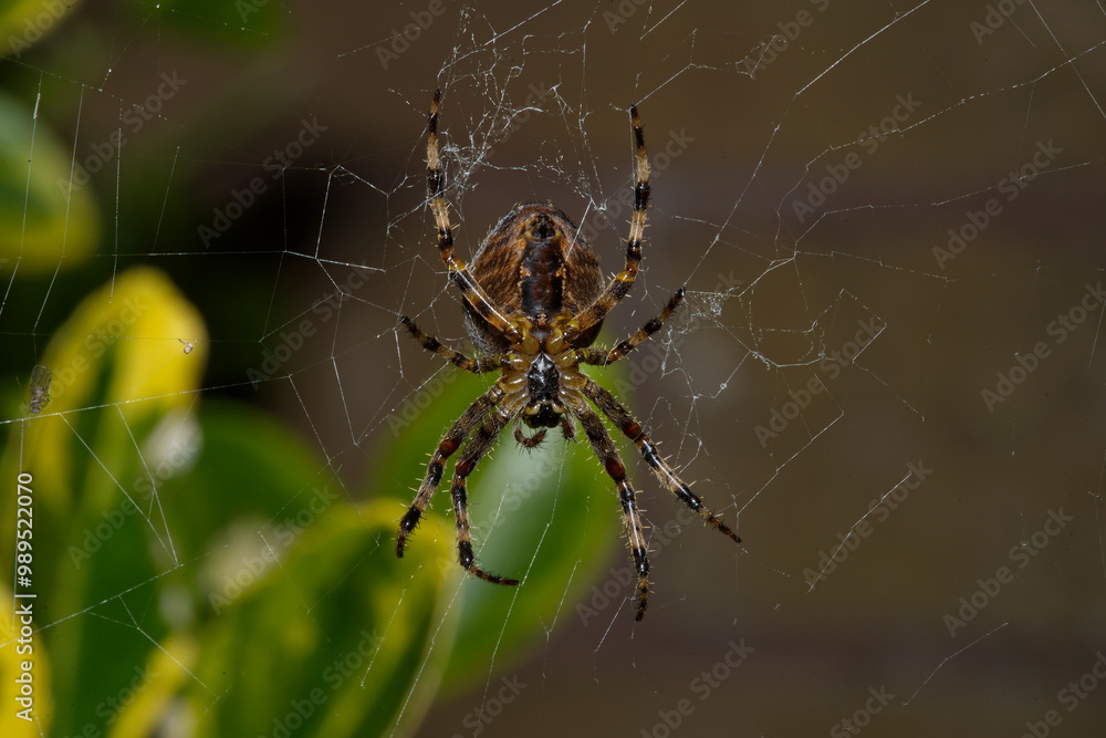Cross spider, or Cross orbweaver, female Cross spider, or Cross orbweaver, female