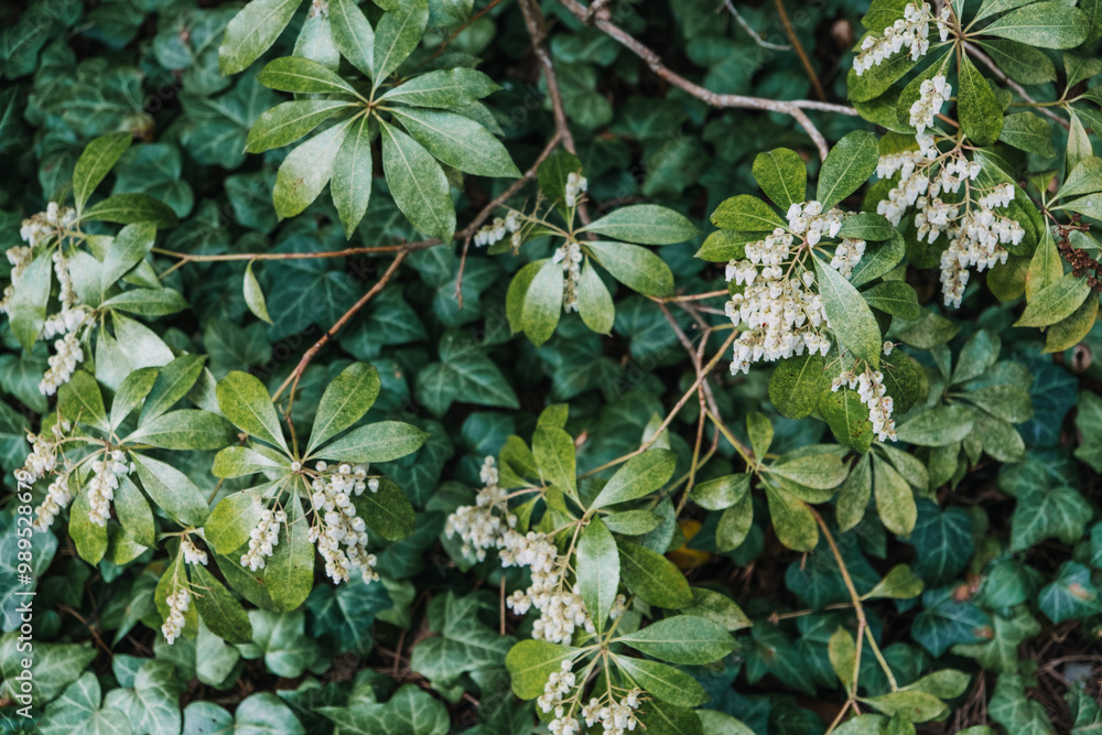 Pieris Japonica Shrub with White Bell-Shaped Flowers. Botanical photography, nature, evergreen plant, seasonal blooming, floriculture, ornamental gardening, lush foliage concept Pieris Japonica Shrub with White Bell-Shaped Flowers. Botanical photography, nature, evergreen plant, seasonal blooming, floriculture, ornamental gardening, lush foliage concept