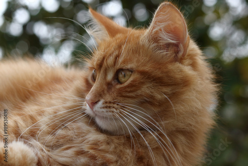 Ginger cat with focused eyes. Close-up shot of the cat's face, ears, and whiskers. Cat is looking to the side. Fur and whiskers are visible in detail. Background shows some blurred greenery. Pet photo