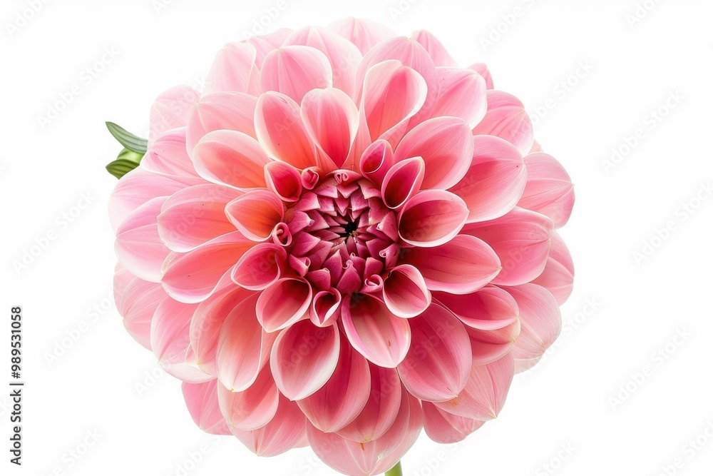 Fototapeta premium Close up of a beautiful Dahlia flower on a white background representing nature