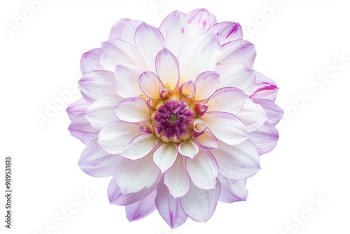 Closeup isolated white dahlia for design