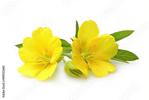 Evening primrose flower on white background