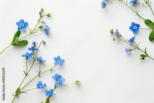 Forget me nots on white photo