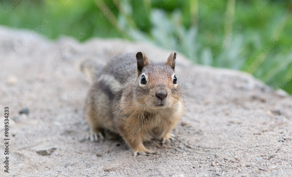 Wild animal in nature. Squirrel on the ground. Rodent animal fauna. Rodent animal family. Wildlife nature. Ground squirrel. Wild squirrel in nature. Gopher or squirrel outdoor. Curious chipmunk Wild animal in nature. Squirrel on the ground. Rodent animal fauna. Rodent animal family. Wildlife nature. Ground squirrel. Wild squirrel in nature. Gopher or squirrel outdoor. Curious chipmunk