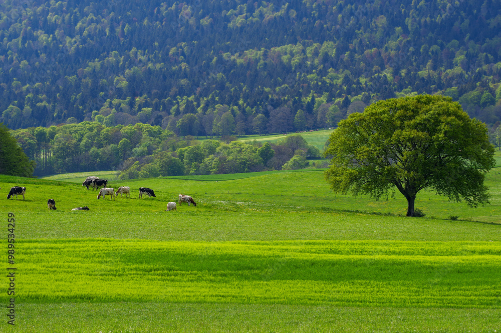 Green pastures, cows in the meadow, beautiful landscape. Green pastures, cows in the meadow, beautiful landscape.