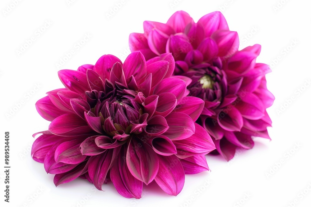 Magenta dahlia flowers isolated on white background symbolizing elegance and good taste Magenta dahlia flowers isolated on white background symbolizing elegance and good taste