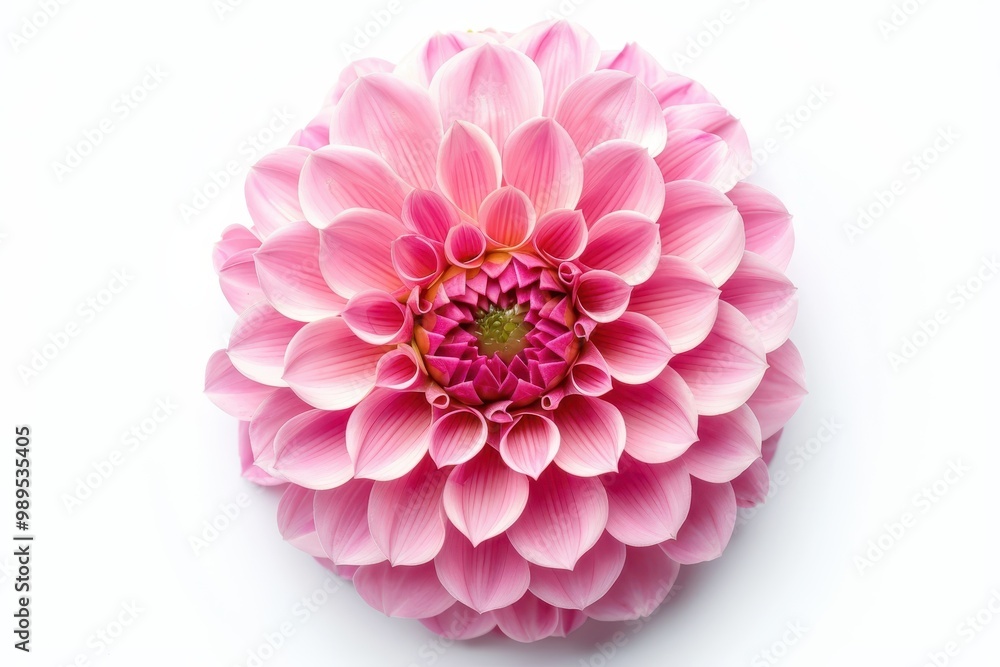 Fototapeta premium Pink dahlia flower on white background