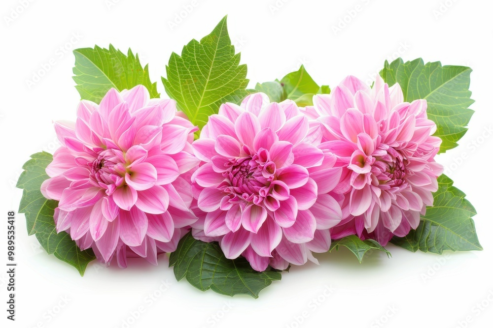 Pink Dahlia Flowers with green leaves on white background Pink Dahlia Flowers with green leaves on white background