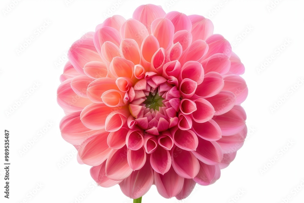Pink dahlia with clipping path isolated on white background Pink dahlia with clipping path isolated on white background