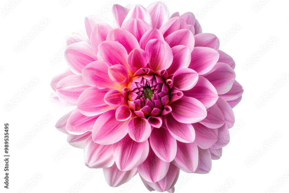 Pink flower against white background Pink flower against white background