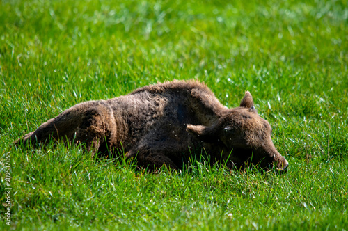 Junger Wisent ruht im Gras im Naturschutzgebiet bei Ingolstadt