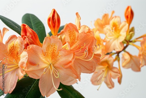 Vireya Tropic Glow Large orange flowers with yellow throat on white background photo