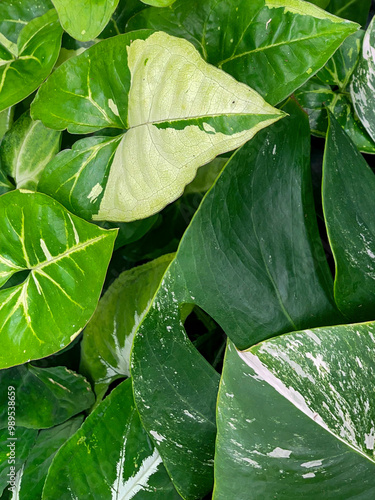 Tropical Plants Placed Close To Each Other Looking Like Jungle photo