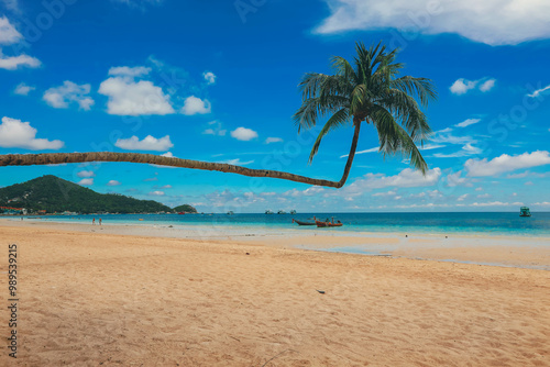 Beautiful Sai ree beach with palm tree at Koh Tao, Thailand photo